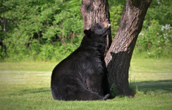 Picture nature, tree, animal, stay, bear, bear