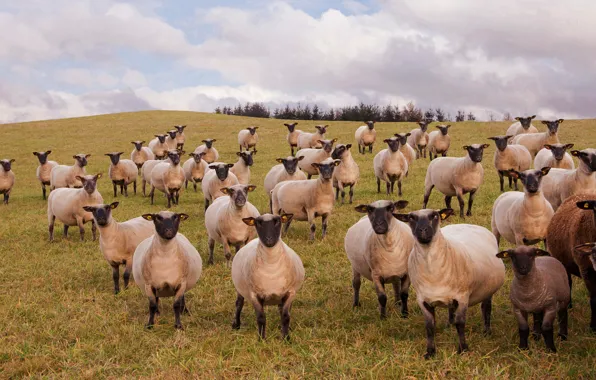 Field, the sky, grass, look, clouds, sheep, pasture, hill
