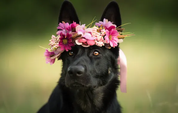 Look, face, flowers, dog, wreath, shepherd