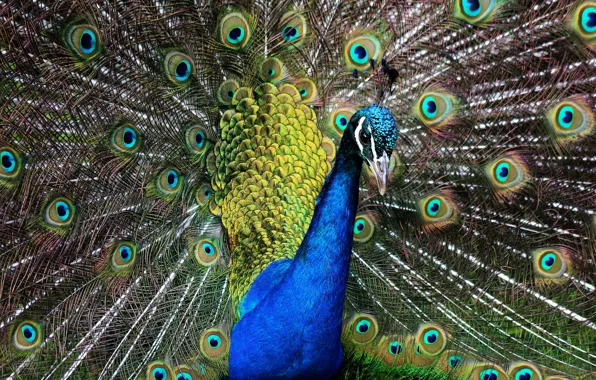 Portrait, feathers, tail, peacock