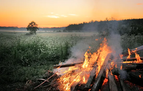 Field, trees, nature, fire, the evening, the fire, halt