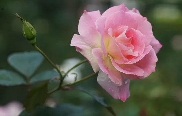 Picture drops, pink, rose, petals, Bud, bokeh