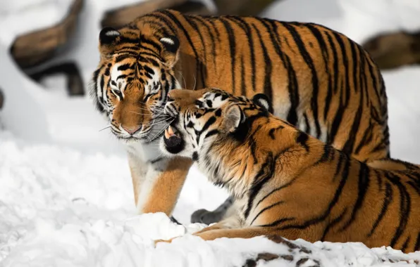 Cat, snow, tiger, pair, fangs, Amur