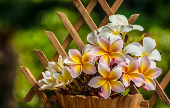 Picture flowers, plumeria, pots, trellis