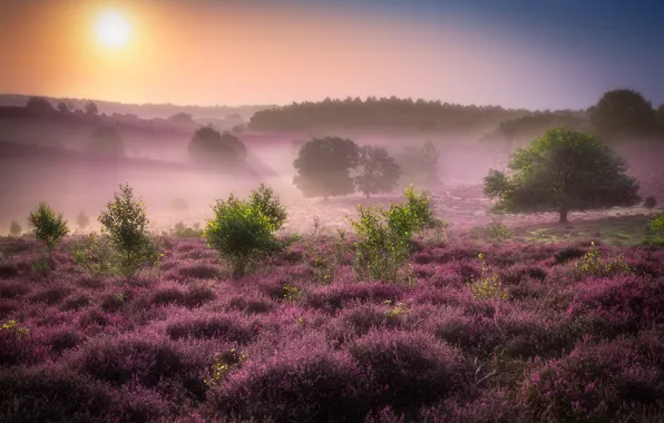 Field, forest, the sky, the sun, flowers, fog, dawn, hills