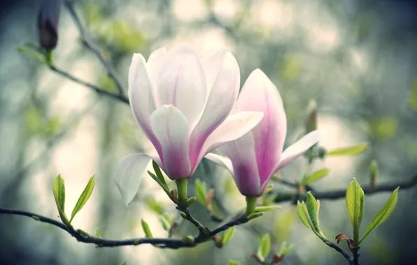 Flowers, branch, Magnolia, pink and white