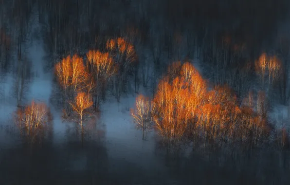 Winter, light, snow, trees, branches, fog, morning, slope