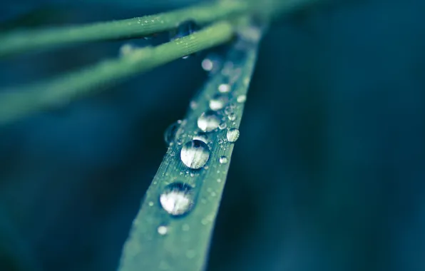 Picture greens, grass, drops, macro, nature