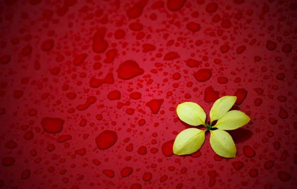 Drops, flowers, yellow, red background