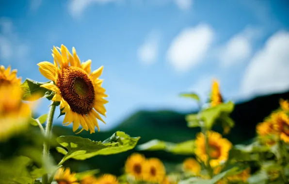 Summer, the sky, the sun, sunflowers, bokeh