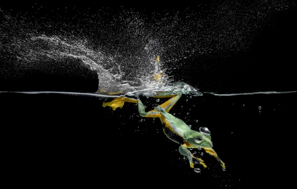 Water, frog, black background