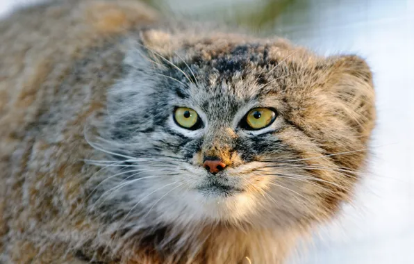 Picture cat, look, face, manul