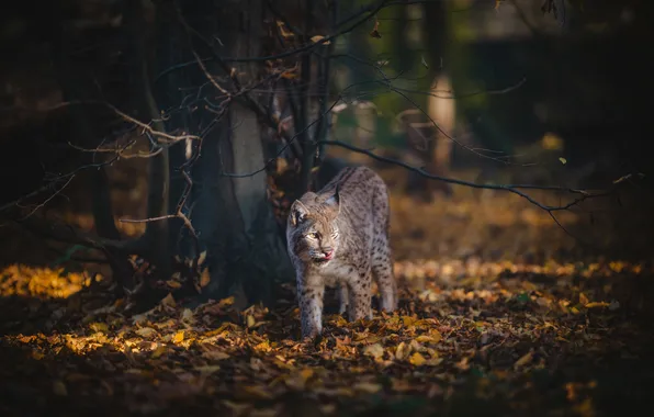 Autumn, forest, light, walk, lynx