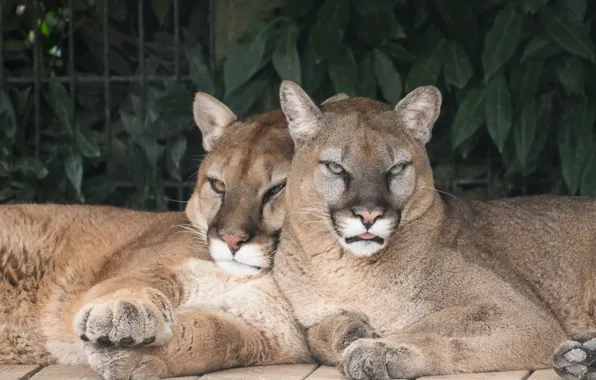 Stay, predators, pair, Cougars