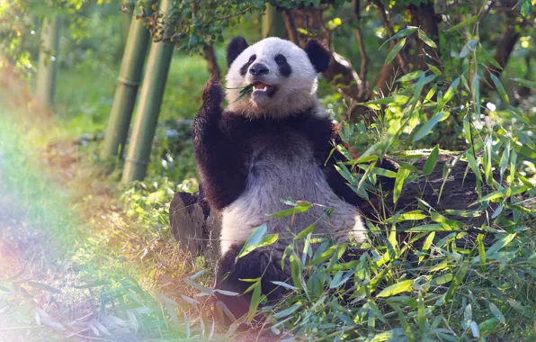 Leaves, light, branches, pose, rainbow, bamboo, bear, Panda