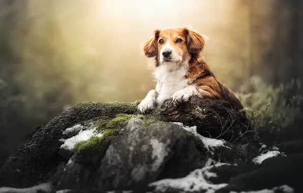 Picture snow, dog, log, bokeh