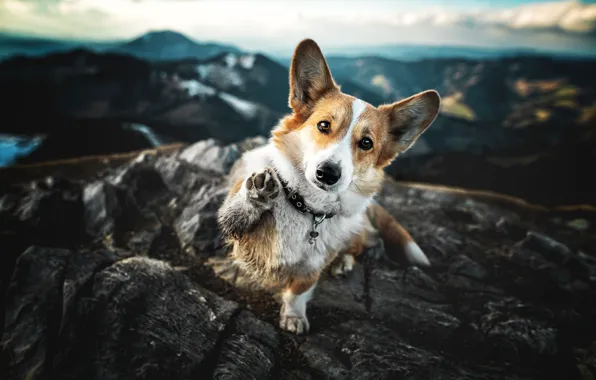 Look, mountains, nature, pose, stones, rocks, height, dog