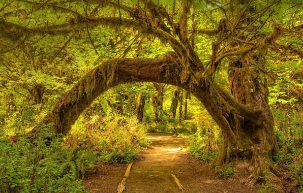 Picture rain forest Hoh, Washington, Olympic national Park, USA