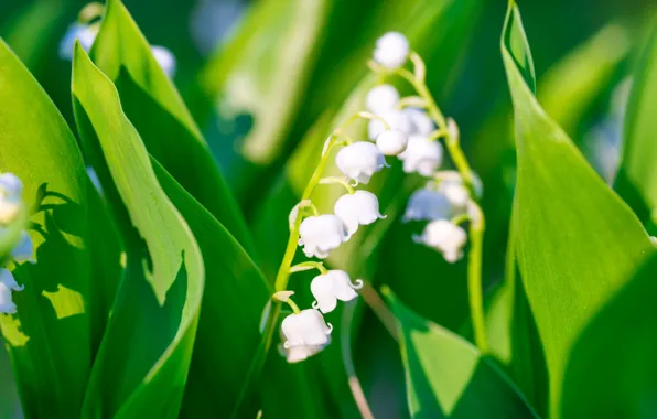 Greens, leaves, light, flowers, spring, garden, white, Sunny