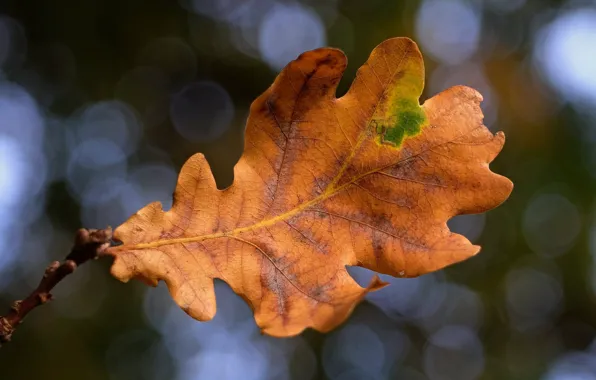 Sheet, branch, bokeh, oak