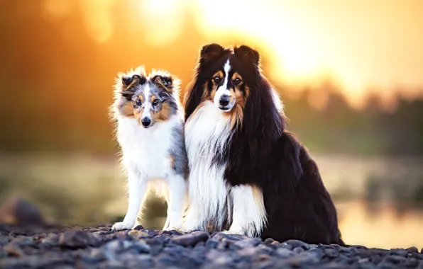 Dogs, look, nature, pose, a couple, Duo, collie, two dogs