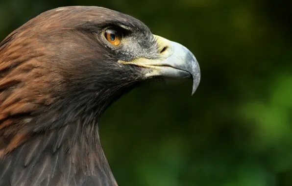 Macro, bird, head, beak, Falcon, hawk