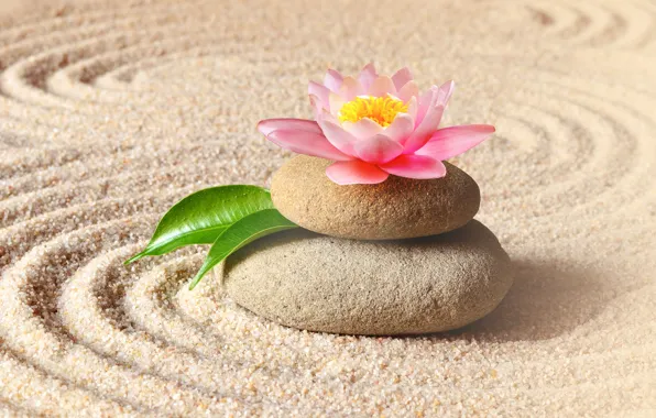 Sand, flower, stones, Lotus, flower, pink, sand, Spa