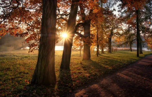 Picture autumn, the sun, rays, trees, landscape, nature, pond, Park