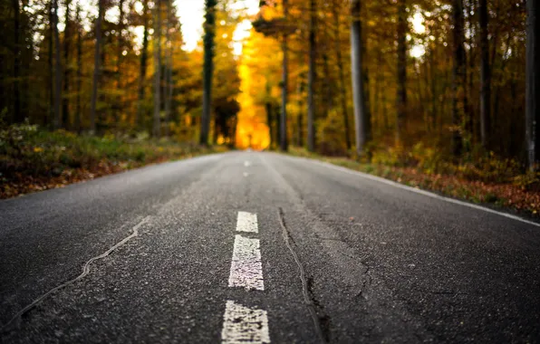 Road, autumn, forest