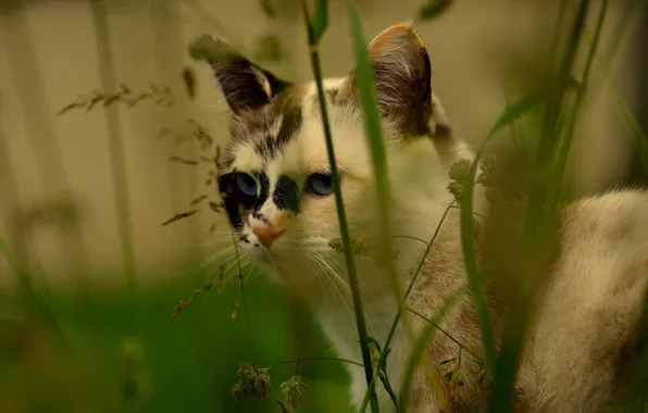 Picture cat, muzzle, grass