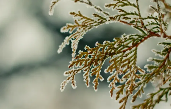 Picture winter, snow, branch, hombre, winter2k10