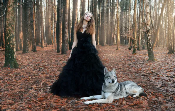 Picture forest, girl, wolf, Dance with the wolves