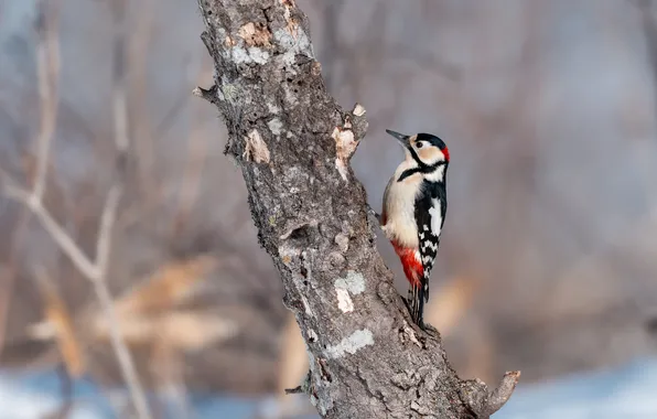 Tree, bird, woodpecker