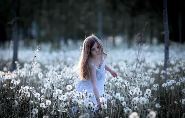 Summer, dandelion, girl