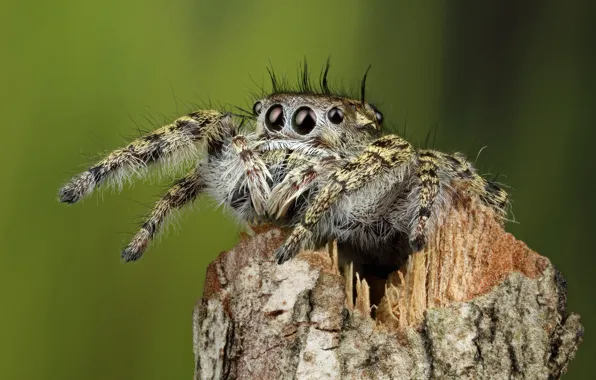 Eyes, macro, pose, green, background, legs, spider, hairy