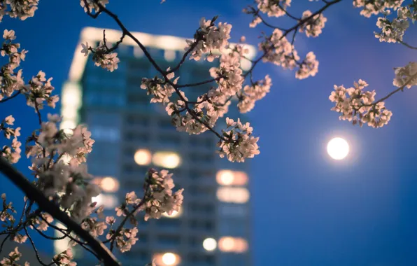 Macro, the city, lights, the moon, color, branch, spring, the evening