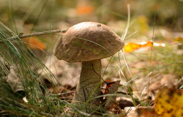 Autumn, forest, heat, mushrooms, Mushroom, forest, autumn, warm