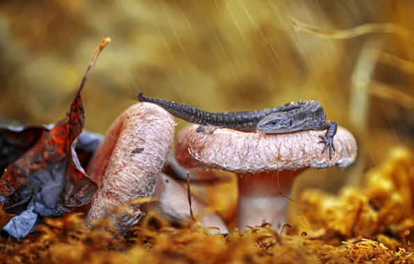Leaves, mushrooms, lizard, tail
