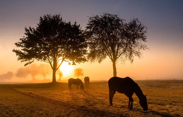 Field, trees, fog, dawn, horses, morning, horse, grazing