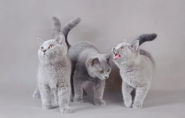 Cats, kitty, background, kittens, grey, trio, photoshoot, three kittens