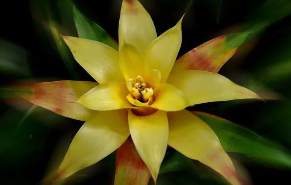 Nature, petals, exotic, Guzmania