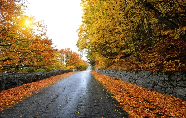 Road, autumn, leaves, the sun, trees, yellow