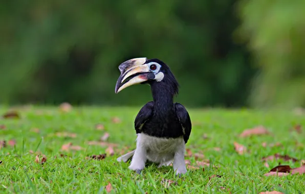 Grass, glade, Hornbill, Malabar Rhinoceros Bird