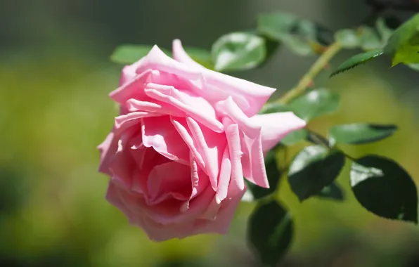Leaves, macro, roses, pink, buds, bokeh