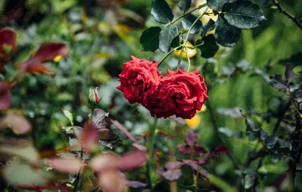 Picture flowers, roses, petals