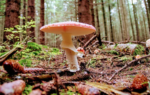 Forest, mushroom, cone, toadstool