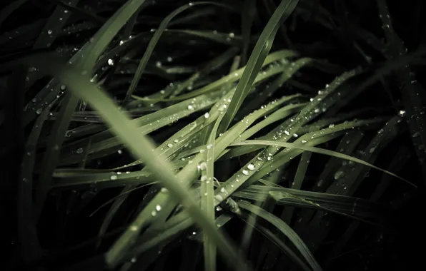 Grass, drops, Rosa, rain, dark Wallpapers