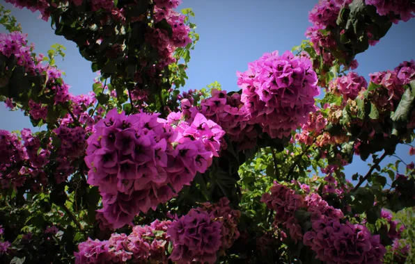 The sky, leaves, flowers, branches, Bush, flowering, lilac, bougainvillea