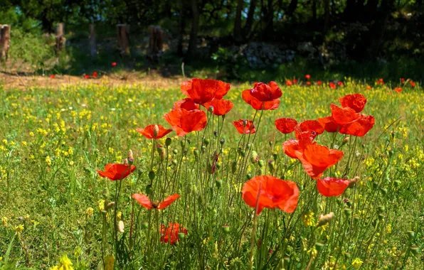 Greens, summer, grass, flowers, red, nature, glade, Maki
