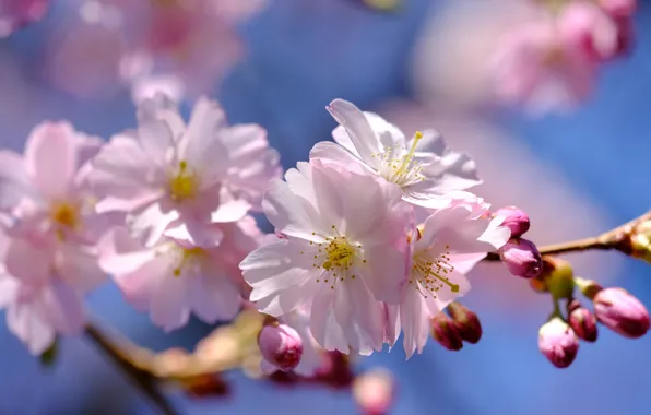 Flowers, branch, spring, flowering, almonds